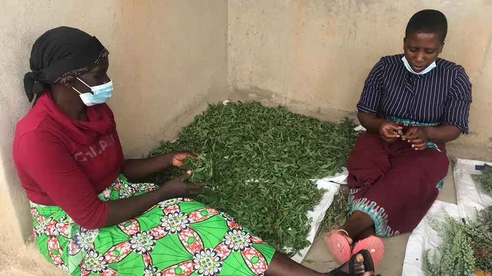 Women farmers are sorting out Zumbani leaves that are used in WFS teas