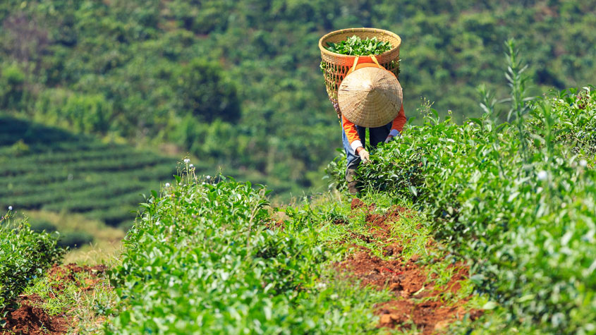 A person in traditional clothes collects crops into a traditional basket that qualifies as an item of traditional cultural expression